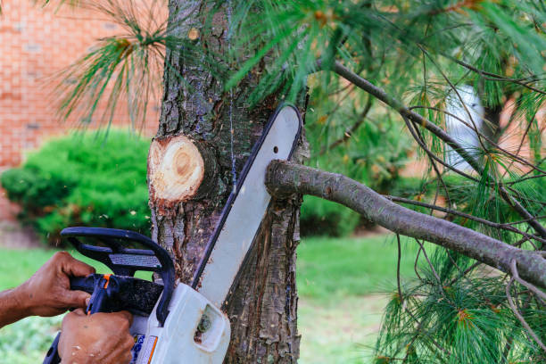 Best Tree Preservation Services  in Round Lake Beach, IL